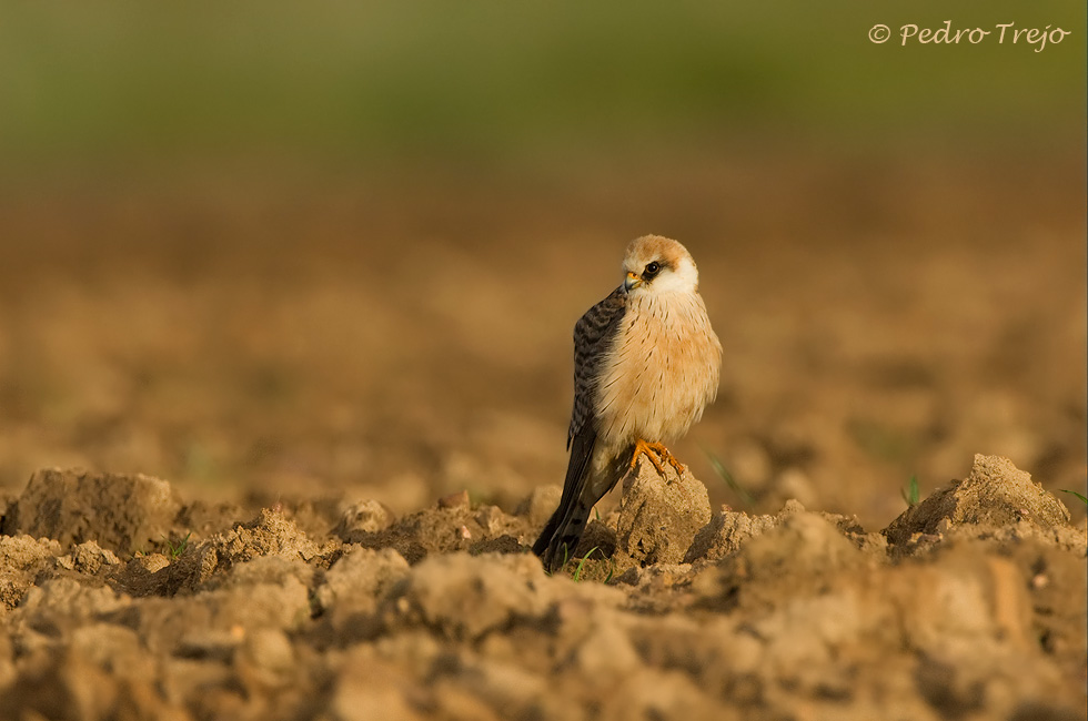 Cernicalo patirrojo (Falco vespertinus)